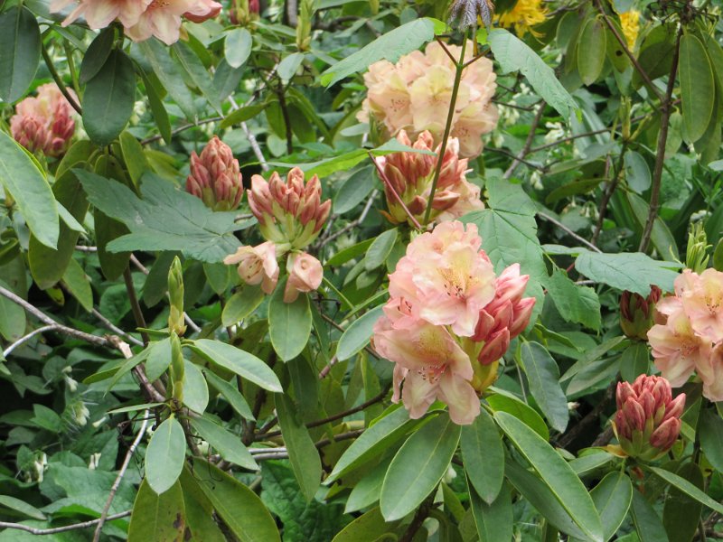 Rhododendron ponticum